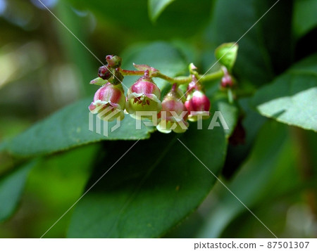 夏霧（秋田市下濱八田） 87501307
