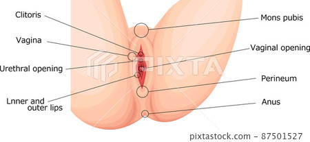 Female genitals, external genitals, illustrations in English 87501527
