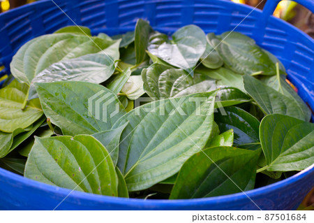 Green betel leaves, Fresh piper betle on white background Green betel leaves, Fresh piper betle on white background 87501684