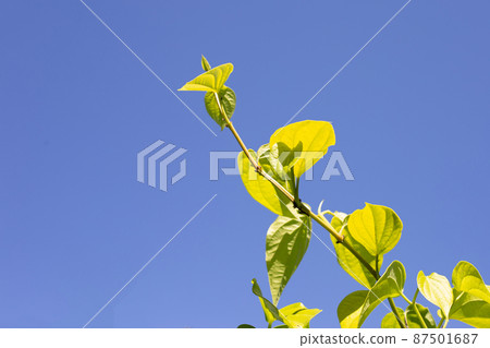 Green betel leaves, Fresh piper betle 87501687