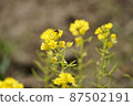 Spring rape blossoms 87502191
