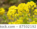 Rape blossoms are in full bloom 87502192