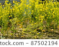 Rape blossoms are in full bloom 87502194