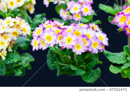 Many Primula Julian flowers are in bloom. It's cute and very beautiful. 87502473