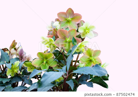 Christmas rose flower light pink 87502474