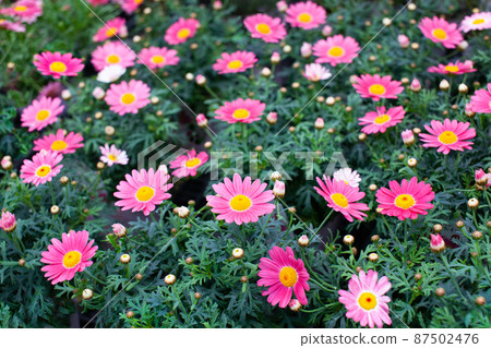 Margaret Strawberry Whip is in full bloom. It is in full bloom all over. Please for a bright image. Margaret Strawberry Whip is in full bloom. It is in full bloom all over. Please for a bright image. 87502476