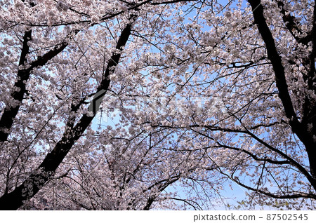 Cherry Blossom Cherry Blossom 87502545