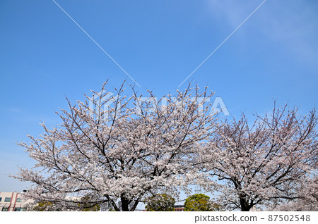 Cherry Blossom Cherry Blossom 87502548