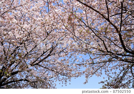 Cherry Blossom	 87502550