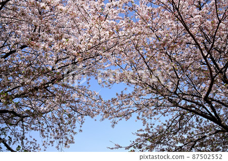 Cherry Blossom	 87502552