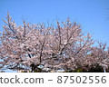 櫻花 87502556