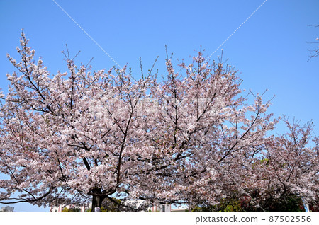 櫻花 櫻花 87502556