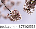 櫻花 87502558