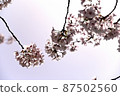 櫻花 87502560