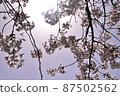 櫻花 87502562