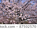 櫻花 87502570
