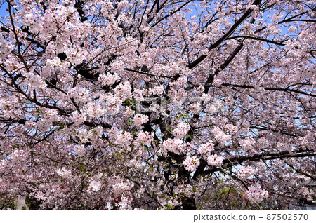 櫻花 87502570
