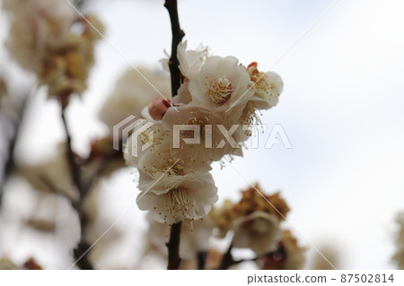 White plum blossoms (Yae Fuyutsu) blooming in Omiya Daini Park, Saitama City, Saitama Prefecture, Japan 87502814