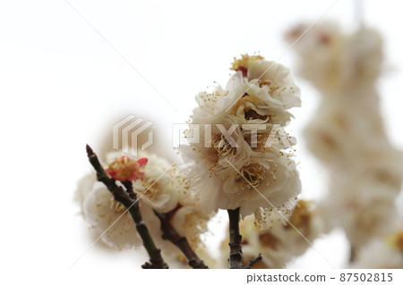 日本埼玉縣埼玉市大宮第二公園盛開的白梅花 (Yae Fuyutsu) 87502815