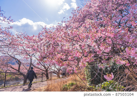 《靜岡縣》河津川沿岸盛開的河津櫻花 《靜岡縣》河津川沿岸盛開的河津櫻花 87503104