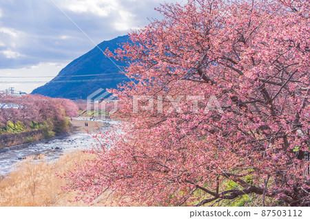 《靜岡縣》河津川沿岸盛開的河津櫻花 《靜岡縣》河津川沿岸盛開的河津櫻花 87503112