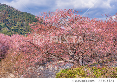 《靜岡縣》河津川沿岸盛開的河津櫻花 《靜岡縣》河津川沿岸盛開的河津櫻花 87503123