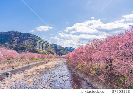 《靜岡縣》河津川沿岸盛開的河津櫻花 《靜岡縣》河津川沿岸盛開的河津櫻花 87503138