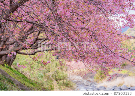 《靜岡縣》河津川沿岸盛開的河津櫻花 87503153