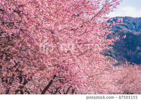 《靜岡縣》河津川沿岸盛開的河津櫻花 《靜岡縣》河津川沿岸盛開的河津櫻花 87503155