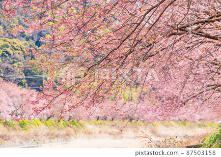 《靜岡縣》河津川沿岸盛開的河津櫻花 《靜岡縣》河津川沿岸盛開的河津櫻花 87503158