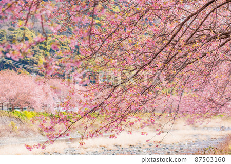 《靜岡縣》河津川沿岸盛開的河津櫻花 《靜岡縣》河津川沿岸盛開的河津櫻花 87503160