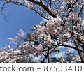 Cherry Blossoms	 87503410