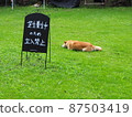 Dog sleeping on a closed lawn 87503419