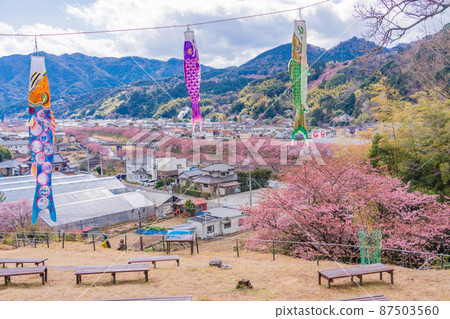 《靜岡縣》河津町、鯉魚旗和河津櫻 87503560