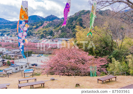 《靜岡縣》河津町、鯉魚旗和河津櫻 《靜岡縣》河津町、鯉魚旗和河津櫻 87503561