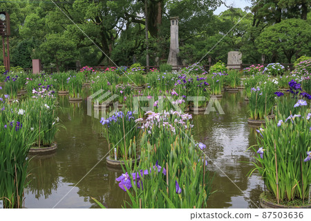 Dazaifu Tenmangu Shrine Lily Pond Dazaifu Tenmangu Shrine Lily Pond 87503636