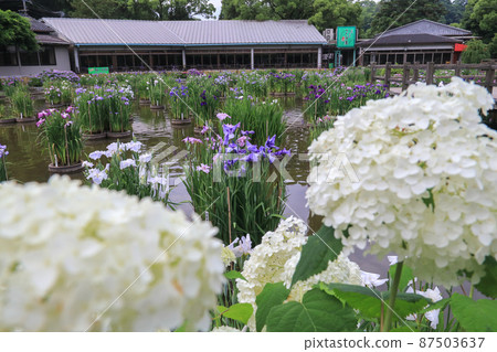 Dazaifu Tenmangu Shrine Lily Pond Dazaifu Tenmangu Shrine Lily Pond 87503637