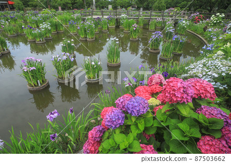 Dazaifu Tenmangu Shrine Lily Pond 87503662