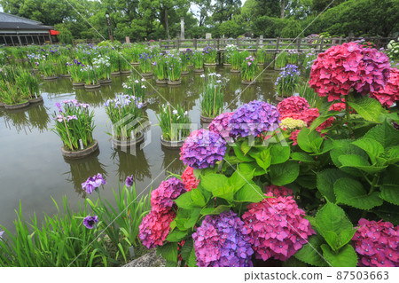Dazaifu Tenmangu Shrine Lily Pond 87503663