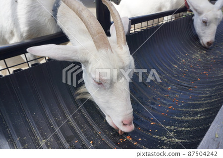 Inabayama Fureai Animal Square Toyama Goat Inabayama Fureai Animal Square Toyama Goat 87504242