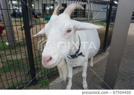Inabayama Fureai Animal Square 富山山羊 Inabayama Fureai Animal Square 富山山羊 87504498