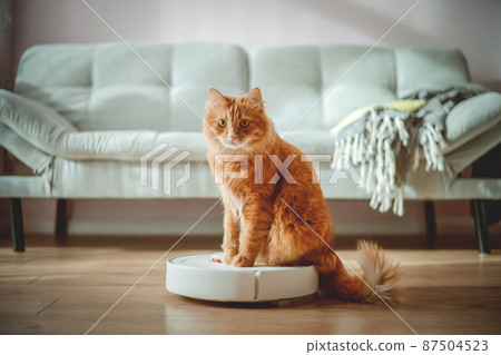 Funny cat sitting on the robot in the living room at home with sofa. Rides the cleaner on wooden floor. Ginger cat, watches the robot with a vacuum cleaner, touches it with its paw, runs after robot 87504523