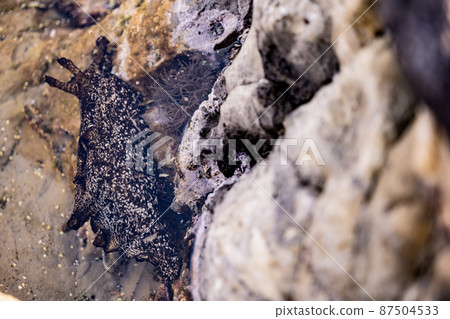 Aplysia sea slug marine life coastal sea slug 87504533