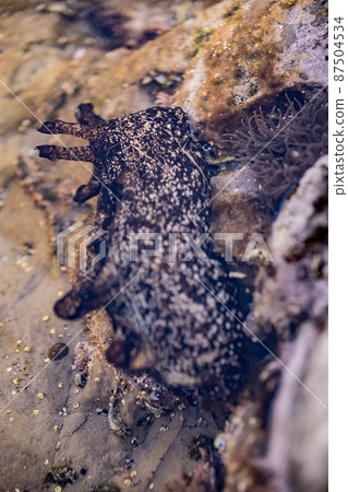 Aplysia sea slug marine life coastal sea slug 87504534