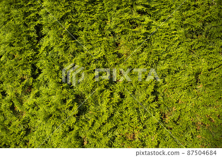 Coniferous texture. Green fence of spruce trees. Juicy green color of fir. 87504684
