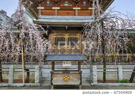 Tokyo Yushima Tenjin Worship Hall Plum Festival Tokyo Yushima Tenjin Worship Hall Plum Festival 87504909