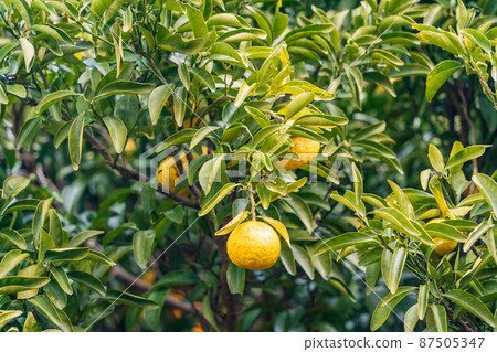 Harvesting soon, Kawazu's New Summer Orange Harvesting soon, Kawazu's New Summer Orange 87505347