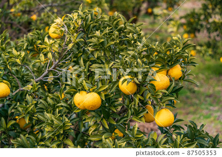 Harvesting soon, Kawazu's New Summer Orange Harvesting soon, Kawazu's New Summer Orange 87505353