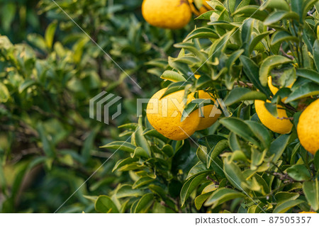 Harvesting soon, Kawazu's New Summer Orange Harvesting soon, Kawazu's New Summer Orange 87505357