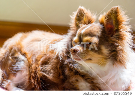 感覺很溫暖 87505549